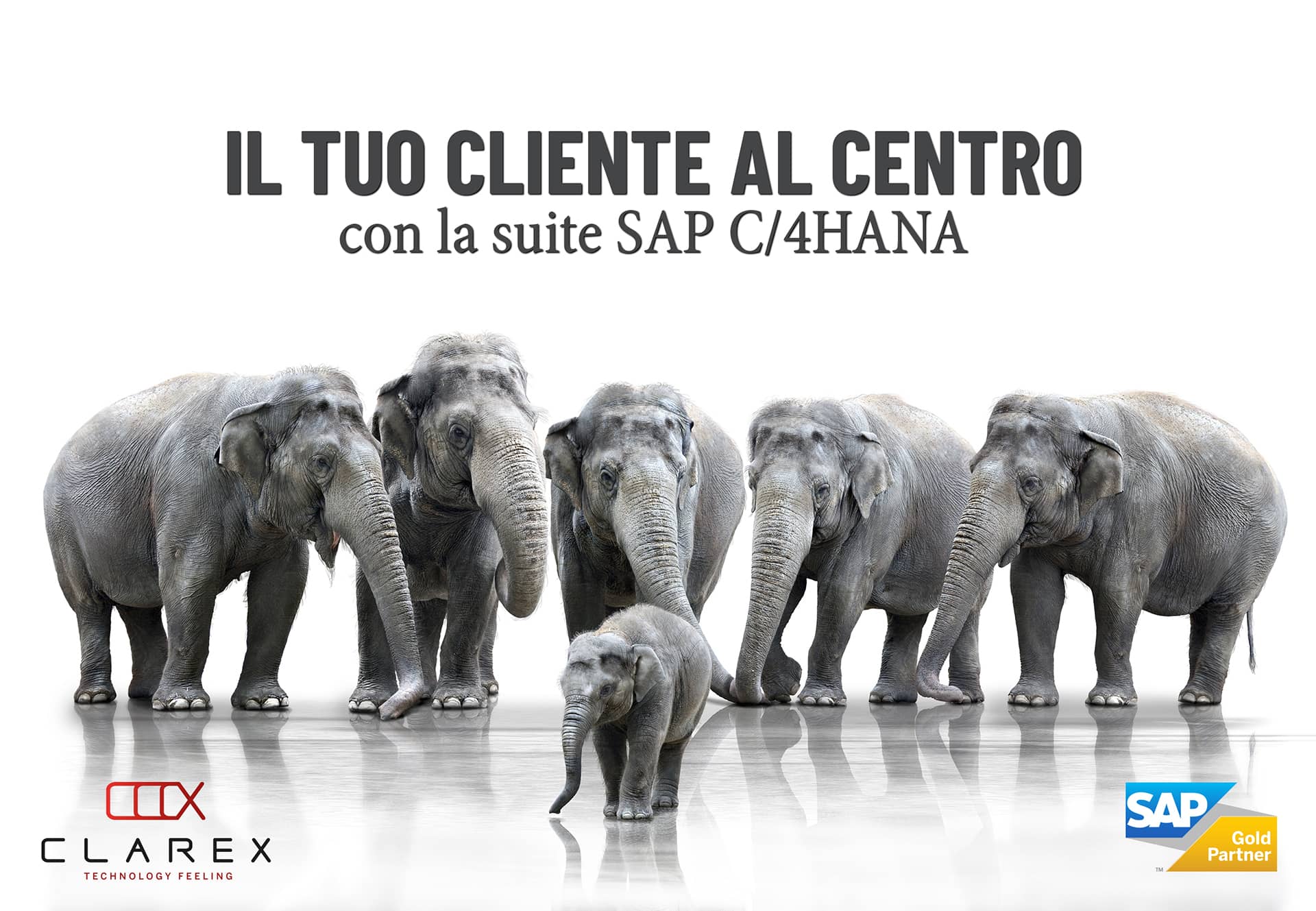 elephants copia